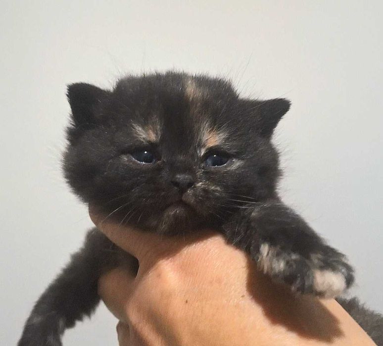 Kot Brytyjski  CZARNY  Rodowód PZF/WCF