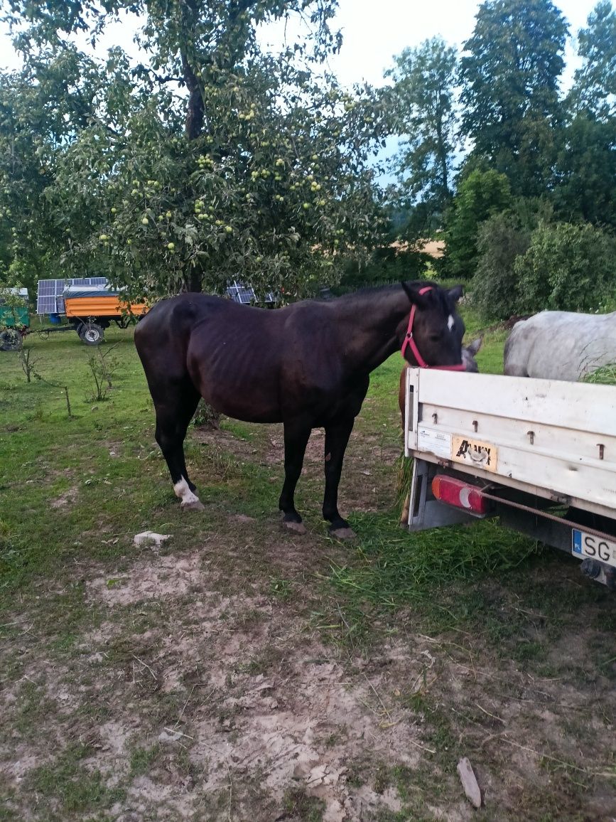 Klacz śląska 10 letnia