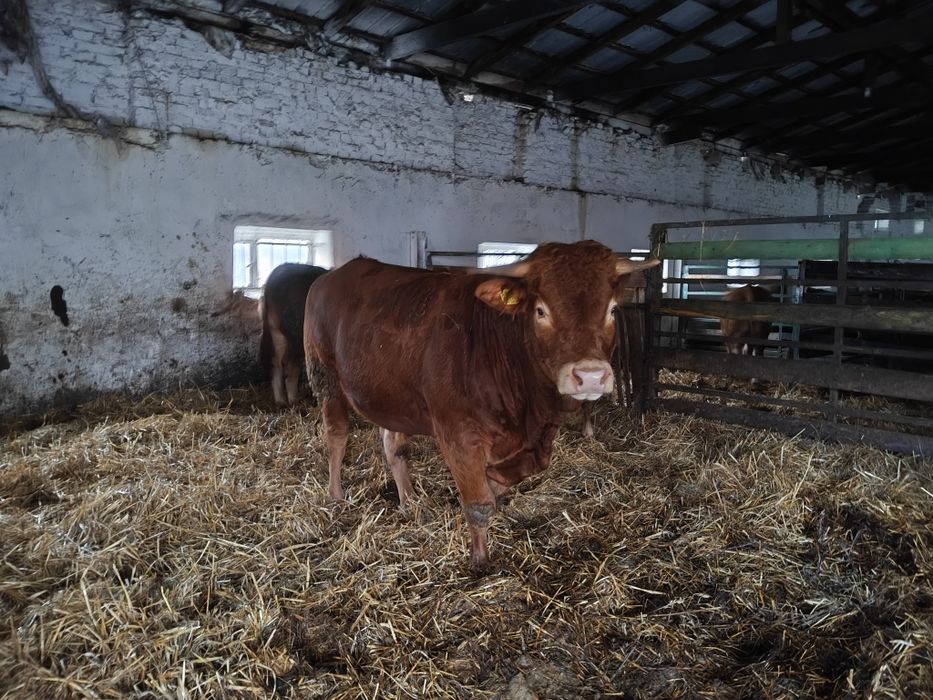 Buchaj limousine 100% lm