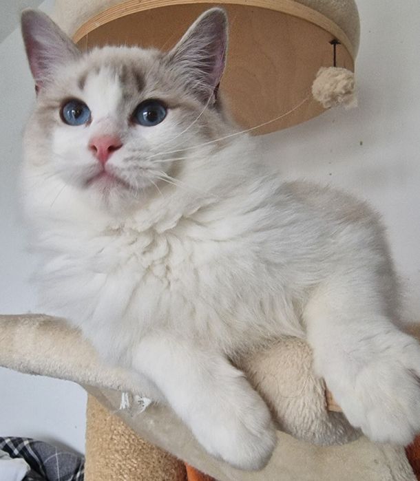 Koteczka Ragdoll blue bicolor lynx