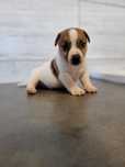 Jack Russell Terrier piesek