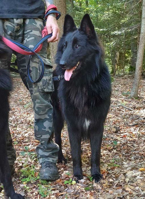 Owczarek belgijski groenendael