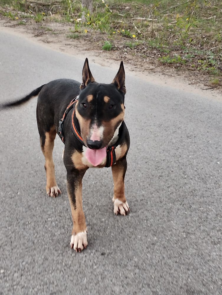 Bulterier Bulterrier tricolor suka