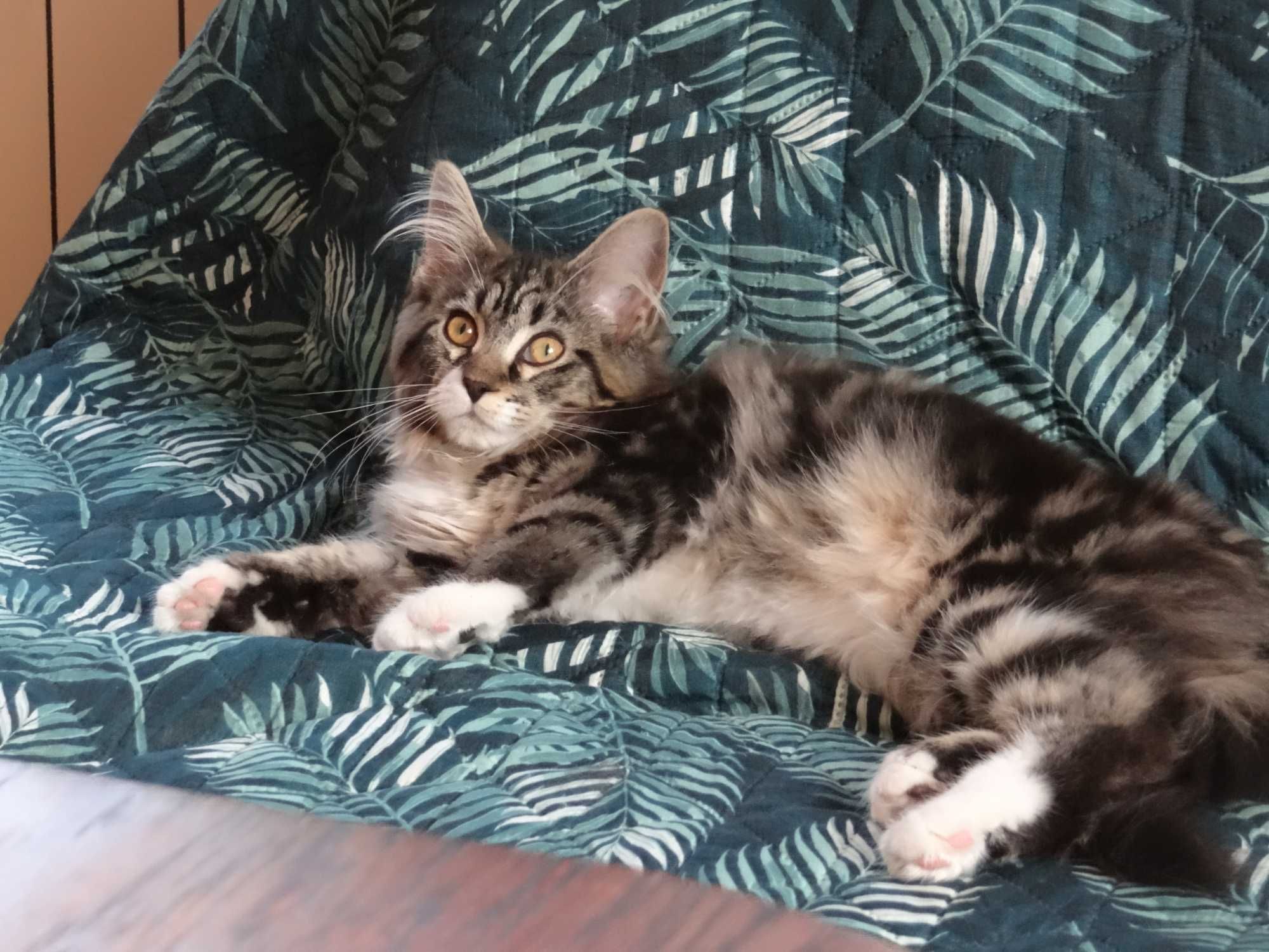 Kotka Maine Coon