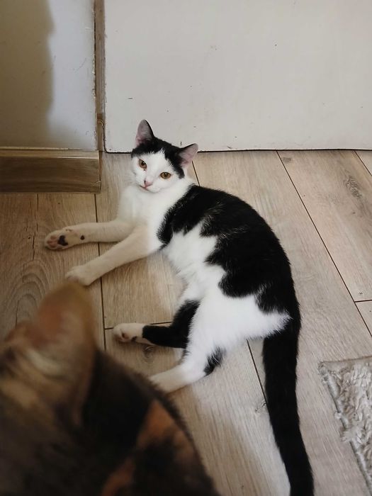 Truskawka potrzebuje domku na całe życie!!!