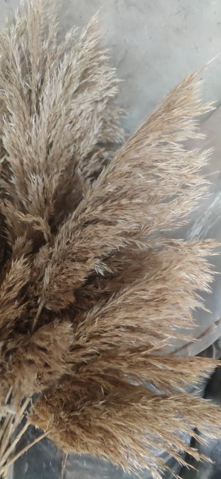 Очерет річний сухий пампасна трава Камыш сухоцвет тростник