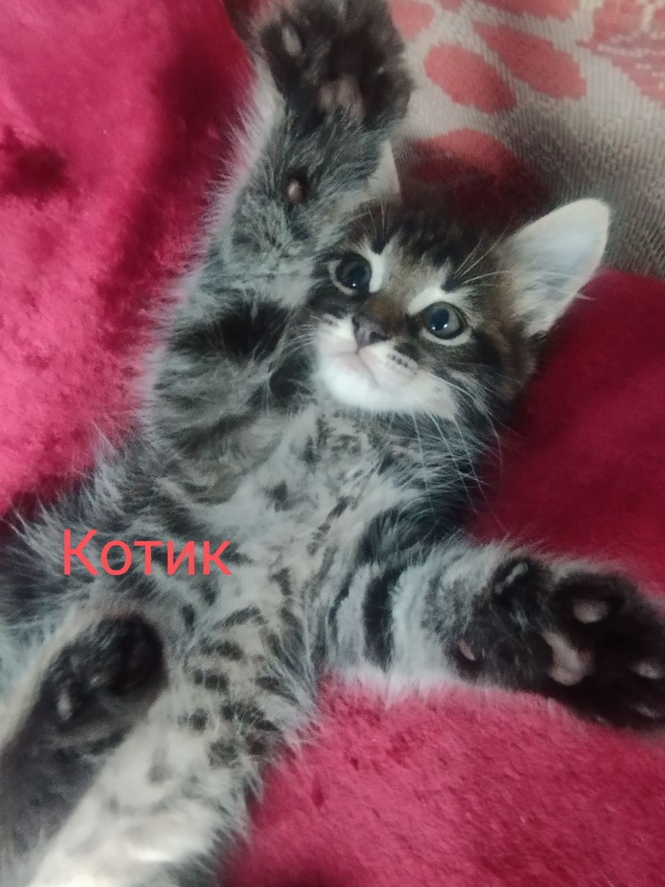 Віддамо кошинят в добрі руки