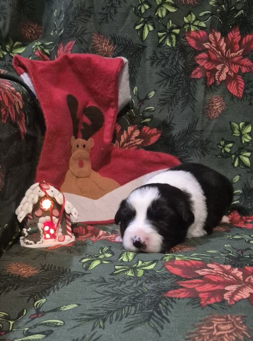 Border collie suczka czarno biała