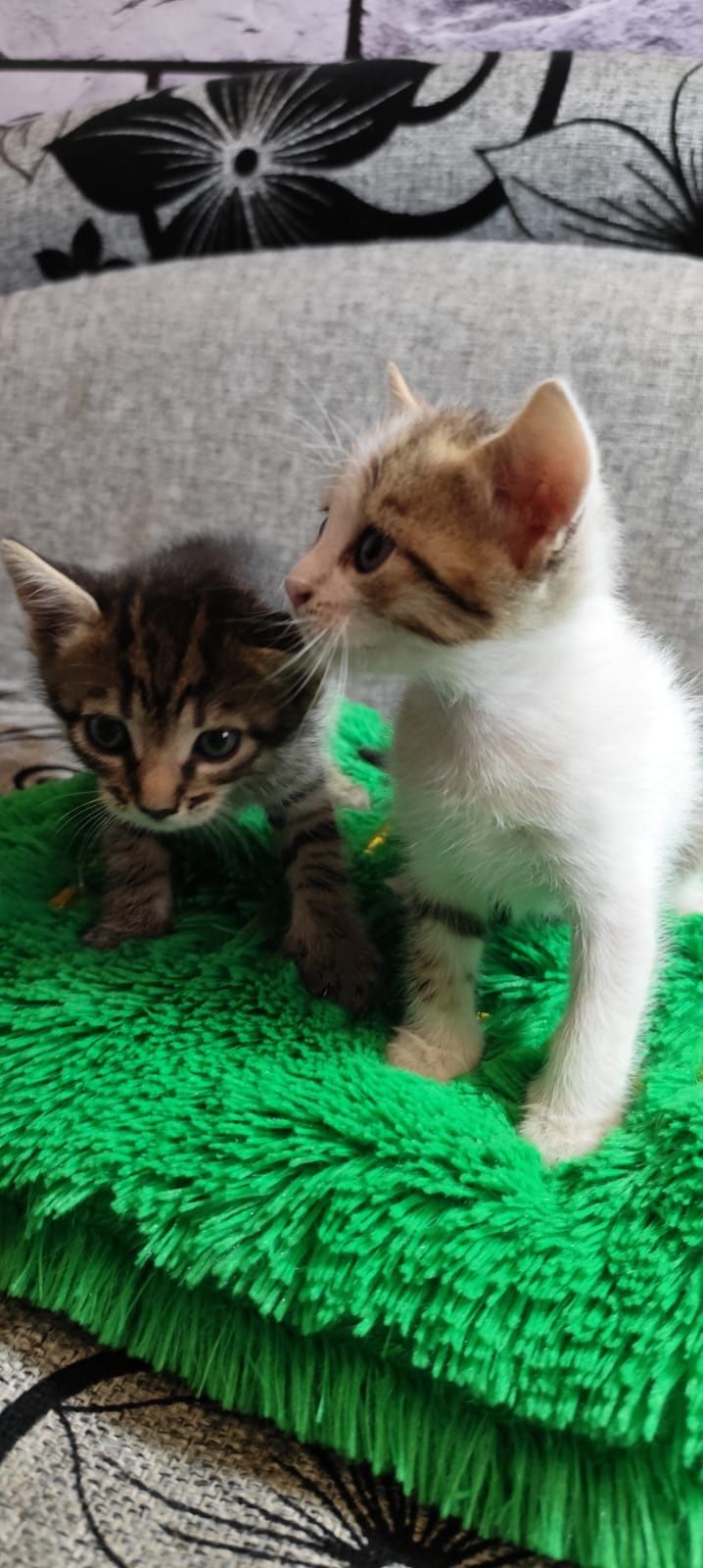 Кошенята у добрі руки