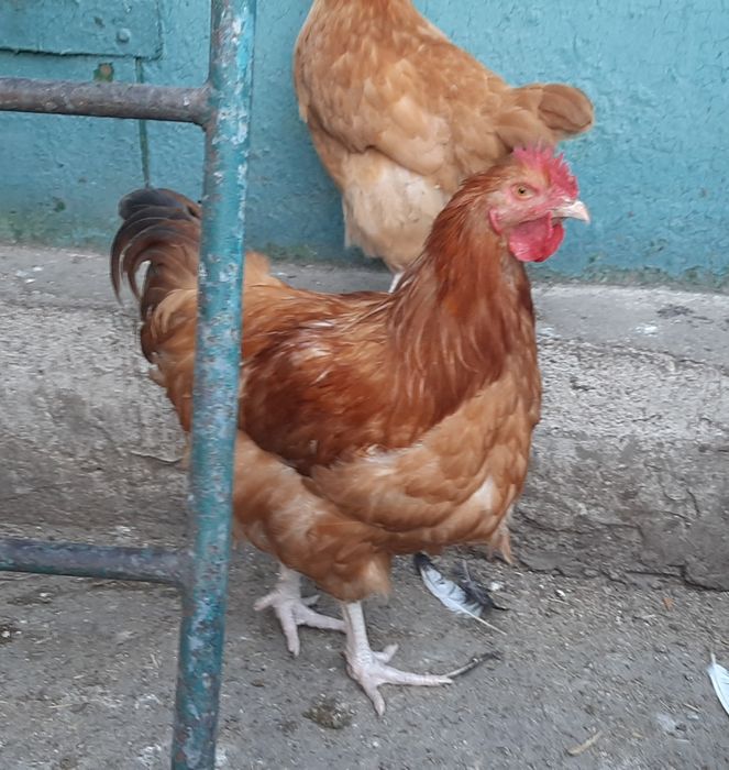 Петухи Ливенская ситцевая, Виандот, Фокси-чик.