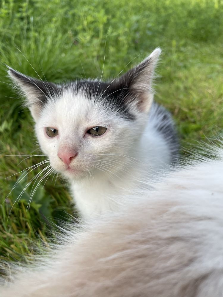 віддам котят у добрі руки
