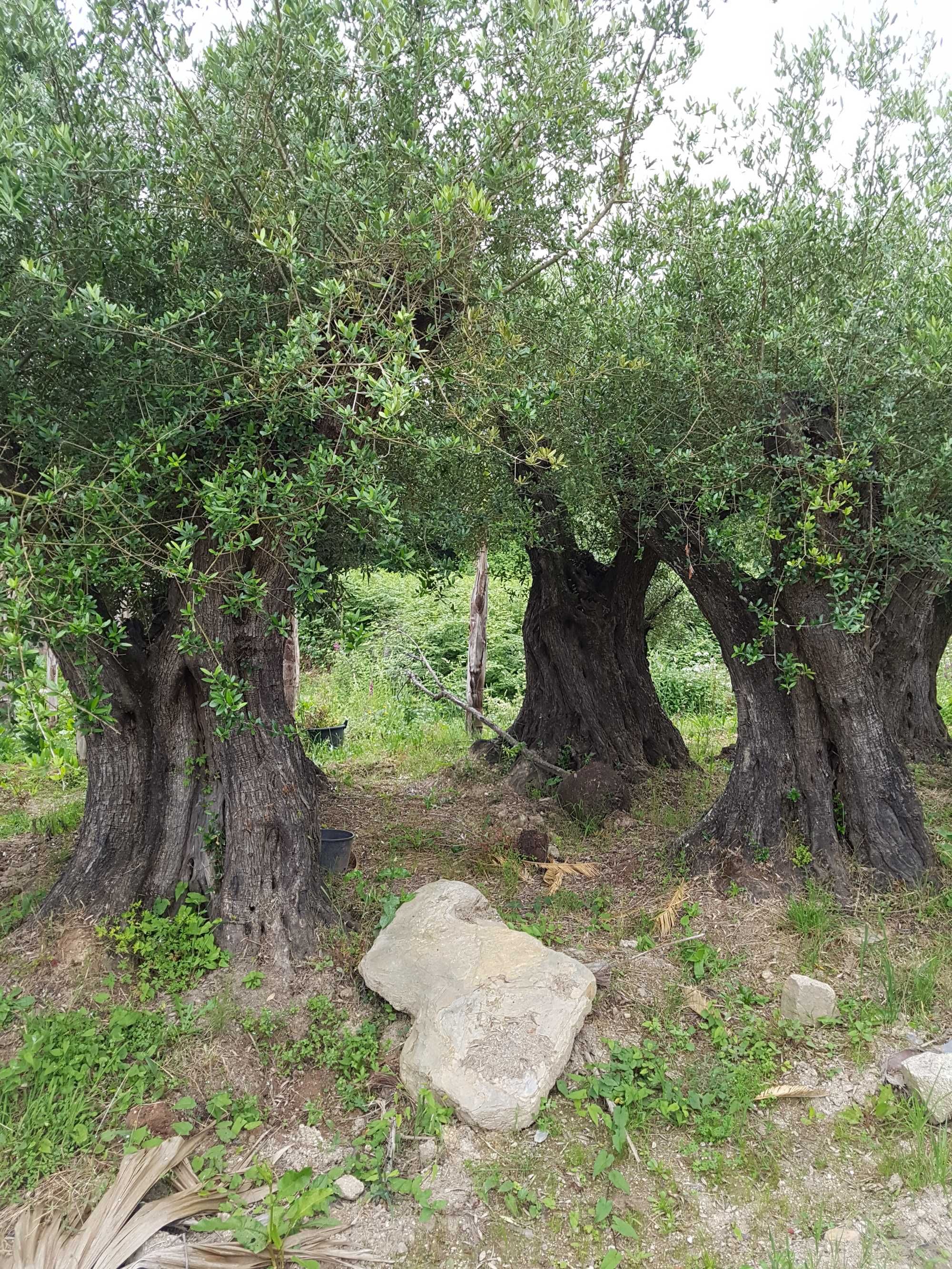 Oliveiras Milenares e centenárias