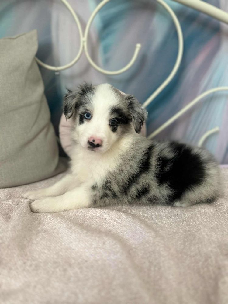 Suczka rasy Border Collie