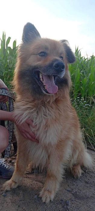 Buli pilnie potrzebuje domu