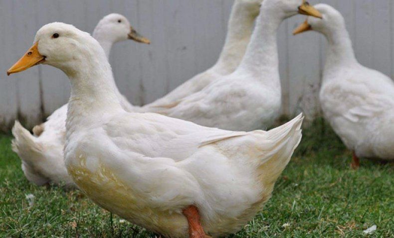 Благоварка інкубаційне яйце качки з Польщі оплодом 80%+