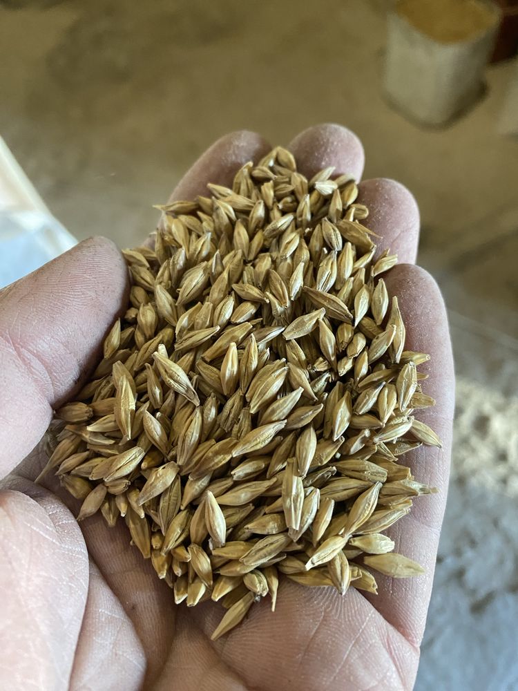 Продам ячмінь. Врожай 2025