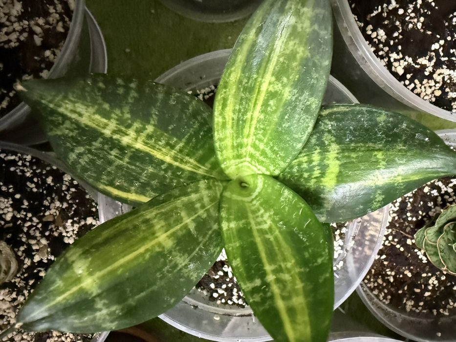 Колекційна ханні вар сансевієрія сансівієрія