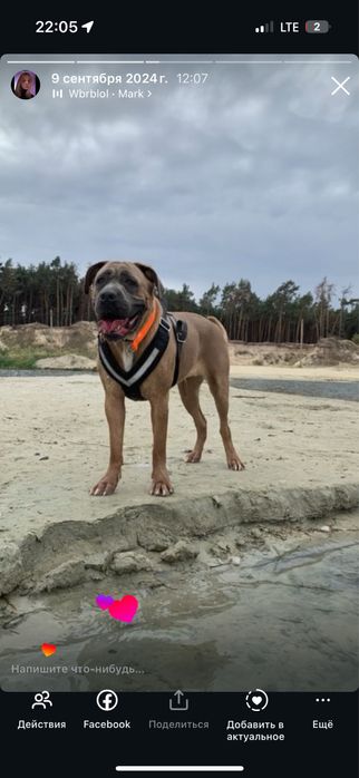 Отдам кане корсо в хорошие руки