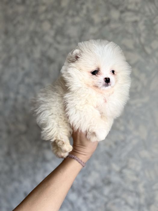 Роскошные шпицы мишки