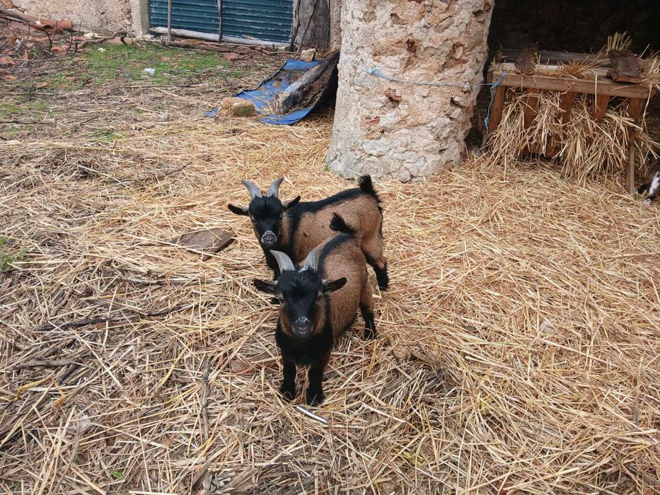 Cabras saudáveis e bonitas