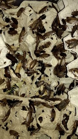 Таракан мраморный корм для пауков, ежей, птиц, рептилий
