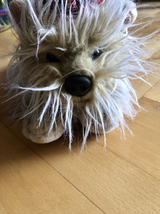 Maskotka piesek York, ze Szkocji