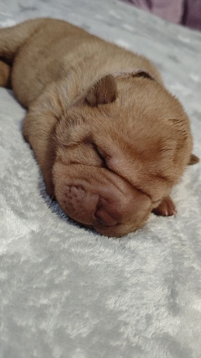 Szczeniak shar pei
