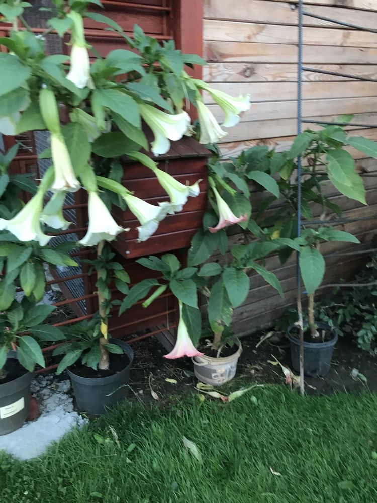 Datura - brukmansja nasiona mix szt 50