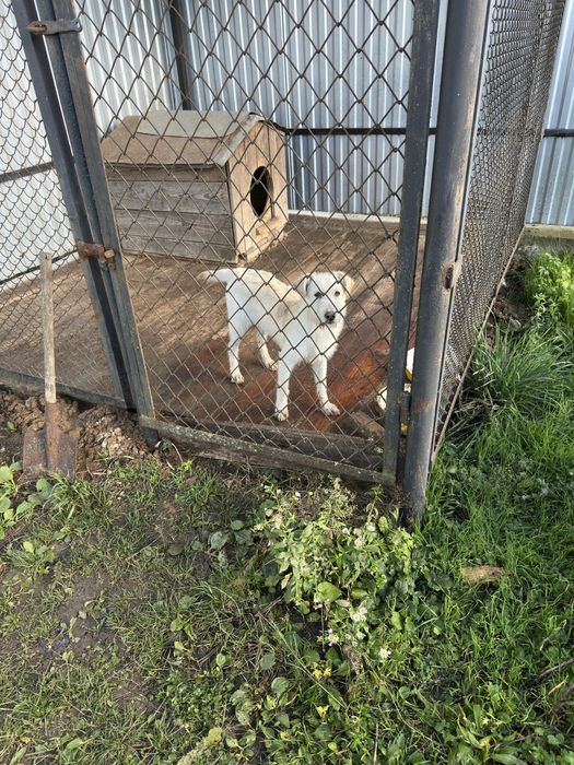 Песеня в добрі руки