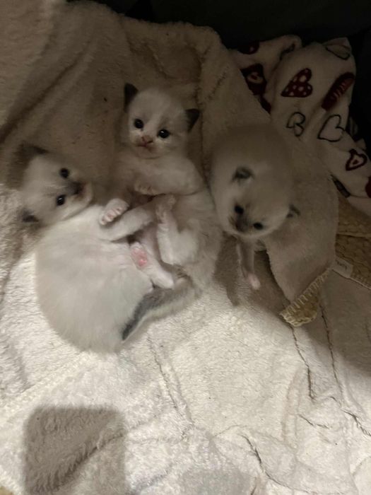 Ragdoll kotki FPL rezerwacja ur 11.10.2025 kotki Poznań