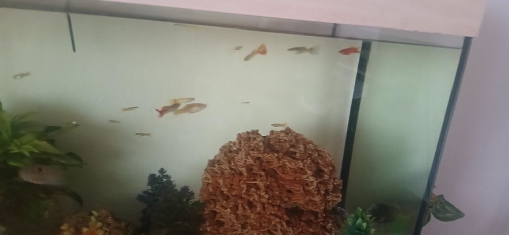 Sprzedam Akwarium 240l