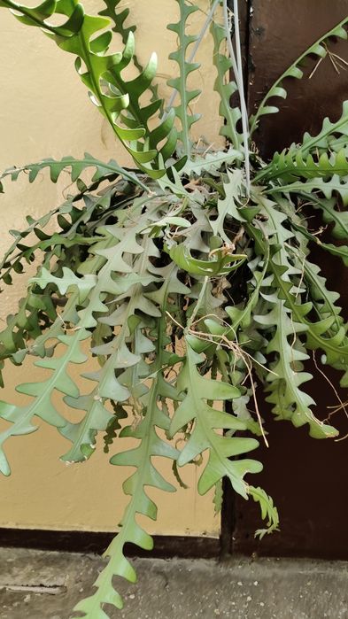 Epiphyllum anguliger. Kaktus zygzak Duży