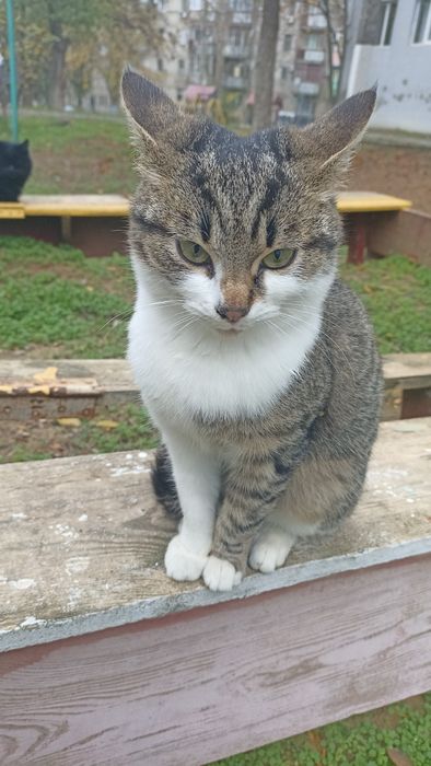 Ищу маму с папой)семью хороших добрых людей