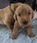 Labradoodle f1  goldendoodle sunia