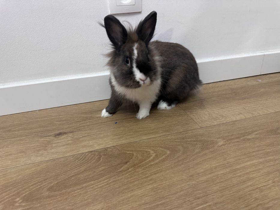 Piekny królik domowy