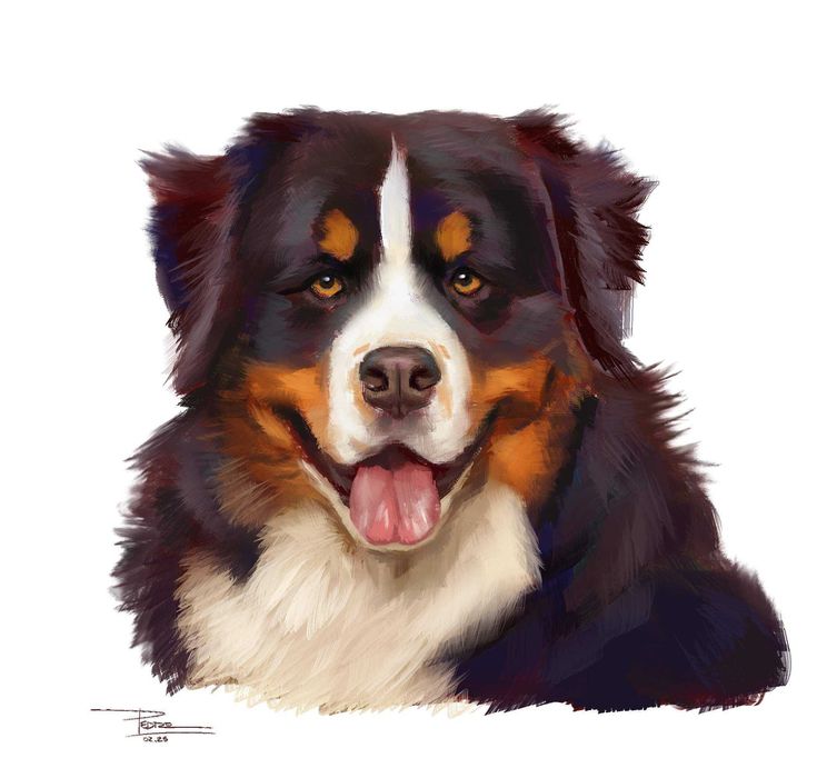 Retratos de animais a carvão (P&B), a pastel (cores) ou digital