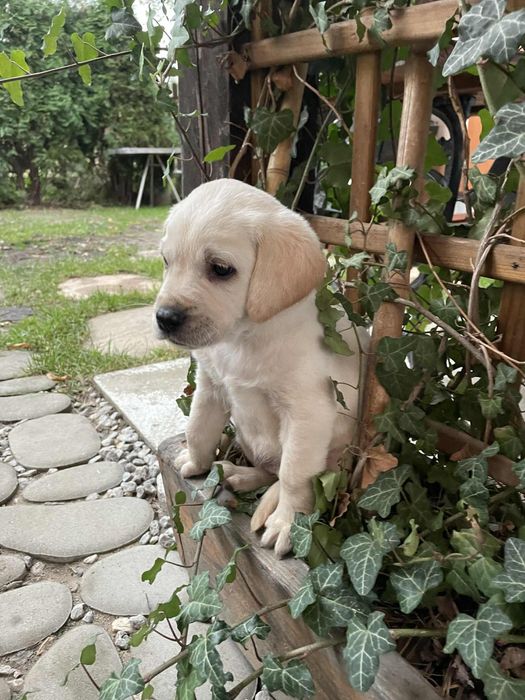 Szczeniak Labrador Retriever