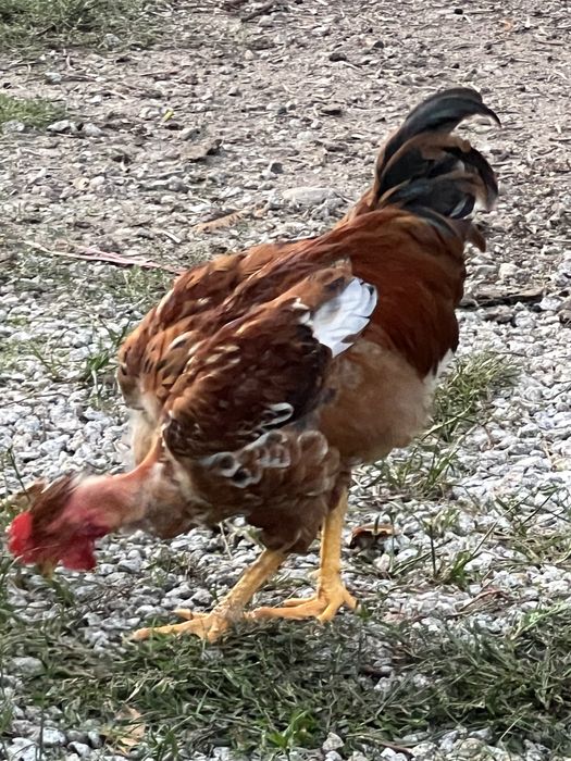 Frango Caseiro Traçado a Frango do Aviário