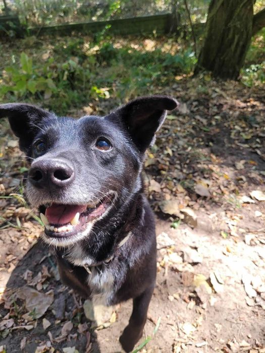Mały czarny psiak czeka na dom!