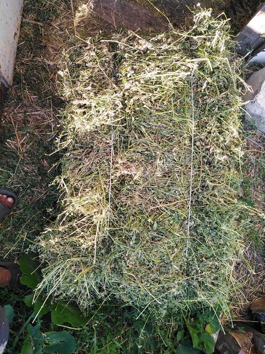 Продам Тюки люцерни