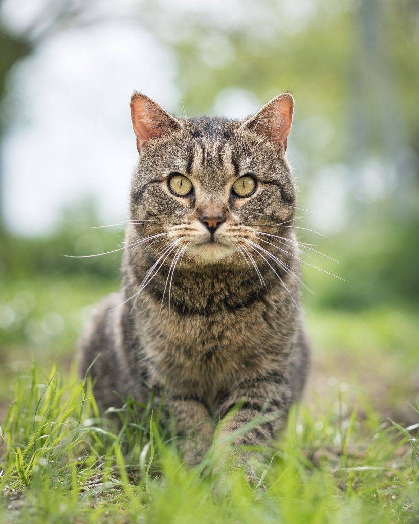 Kocurek Żbik do adopcji!