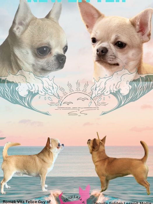 Chihuahua krótkowłosy