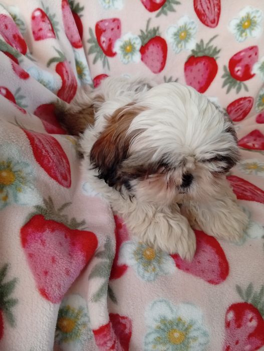 Shih tzu  sunia  śliczna