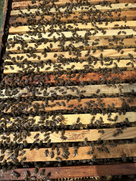 Бджолопакети карпатської породи