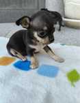 Chihuahua femea linda