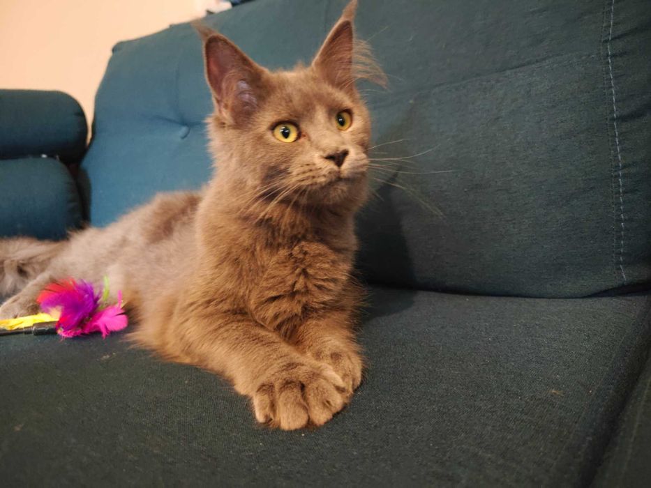 Kocięta Mco Maine coon niebieskie srebrne dymne fpl ccf xl