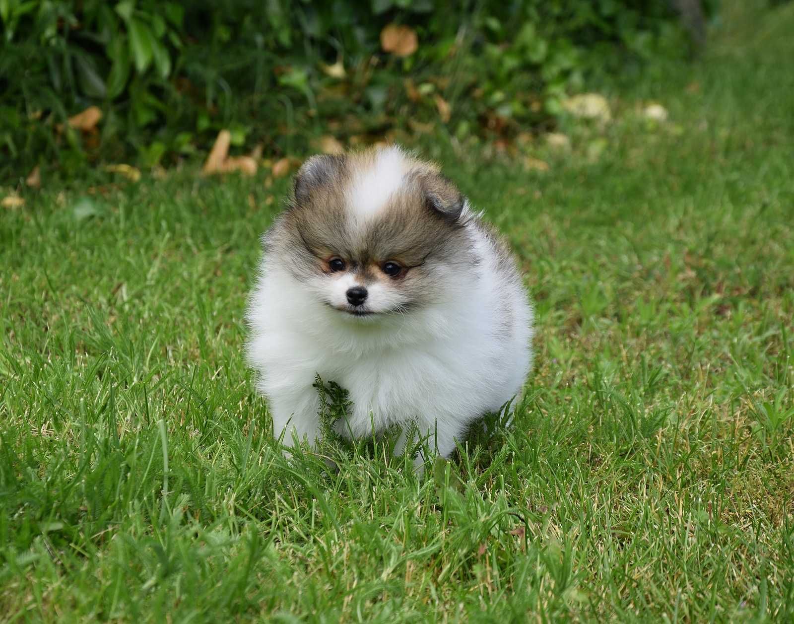 Nefryt - piesek Pomeranian parti color