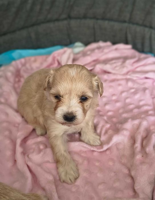 Maltipoo F1 do rezerwacji SUCZKA