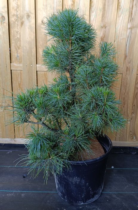 Sosny wejmutki duży wybór wys.60-260cm