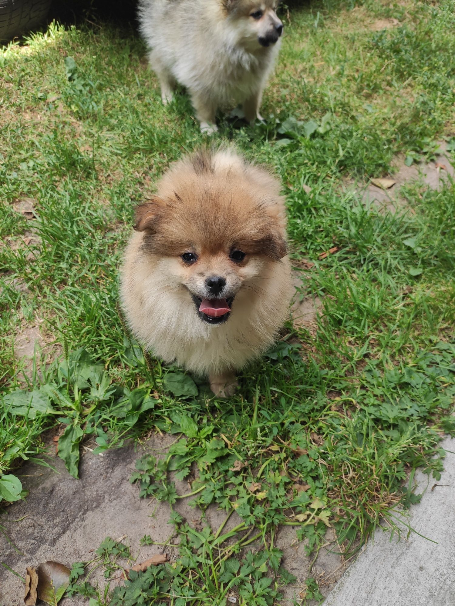 Szpic miniaturowy pomeranian szpice z metryką i czipem